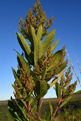 Laurophyllus capensis