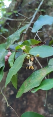Mouriri myrtilloides