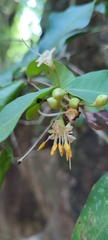 Mouriri myrtilloides