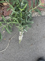 Buddleja