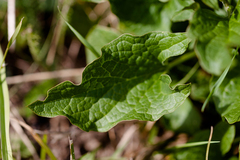 Blitum bonus-henricus