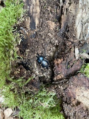 Carabus violaceus violaceus