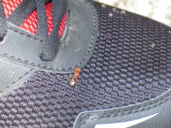 Pseudomethoca vanduzei