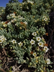 Nolana crassulifolia