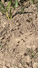 Solenopsis saevissima