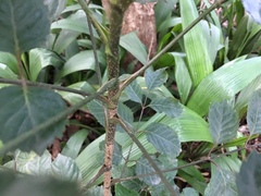 Polyscias guilfoylei