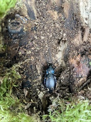 Carabus violaceus violaceus