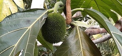 Artocarpus