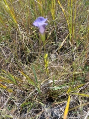 Gentianopsis