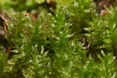 Oligotrichum