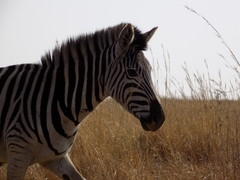 Equus quagga