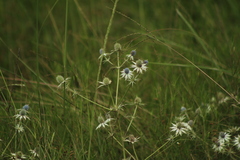 Eryngium heterophyllum