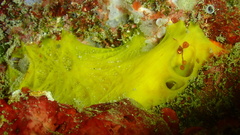 Dercitus luteus