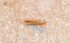 Mesophleps adustipennis