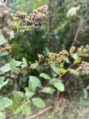 Spiraea