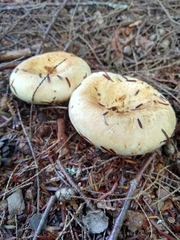 Lactifluus deceptivus