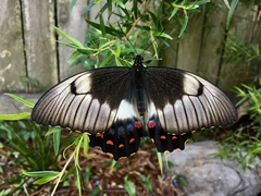 Papilio aegeus