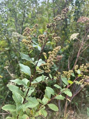 Spiraea