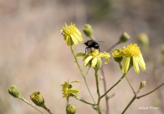 Senecio pinnatus