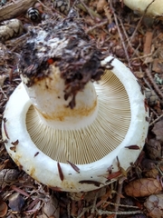 Lactifluus deceptivus
