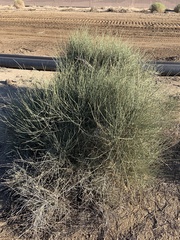 Ephedra viridis