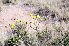 Senecio pinnatus