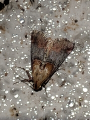 Cacozelia basiochrealis