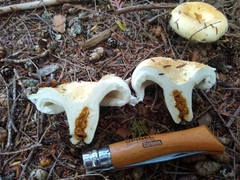 Lactifluus deceptivus