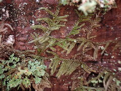 Hypnum circinale