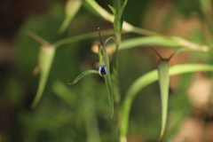Commelina dianthifolia
