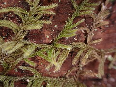 Hypnum circinale