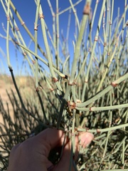 Ephedra viridis