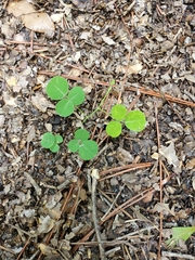 Desmodium rotundifolium