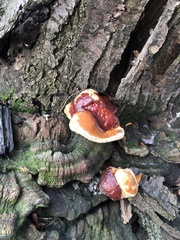 Ganoderma resinaceum