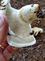 Lactifluus deceptivus
