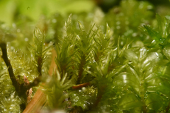 Oligotrichum
