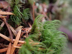 Dicranum fuscescens