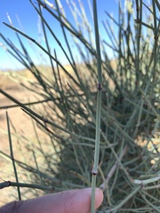 Ephedra viridis