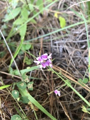 Lespedeza procumbens