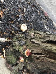 Ganoderma resinaceum