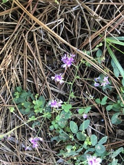 Lespedeza procumbens