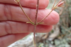 Penstemon scapoides