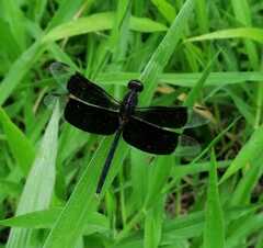 Erythrodiplax funerea