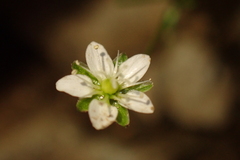 Arenaria lanuginosa