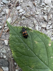 Nicrophorus