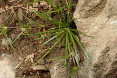 Arenaria lanuginosa