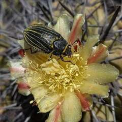 Geoborus rugipennis