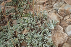 Penstemon scapoides