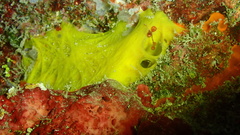 Dercitus luteus