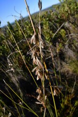 Thamnochortus lucens
